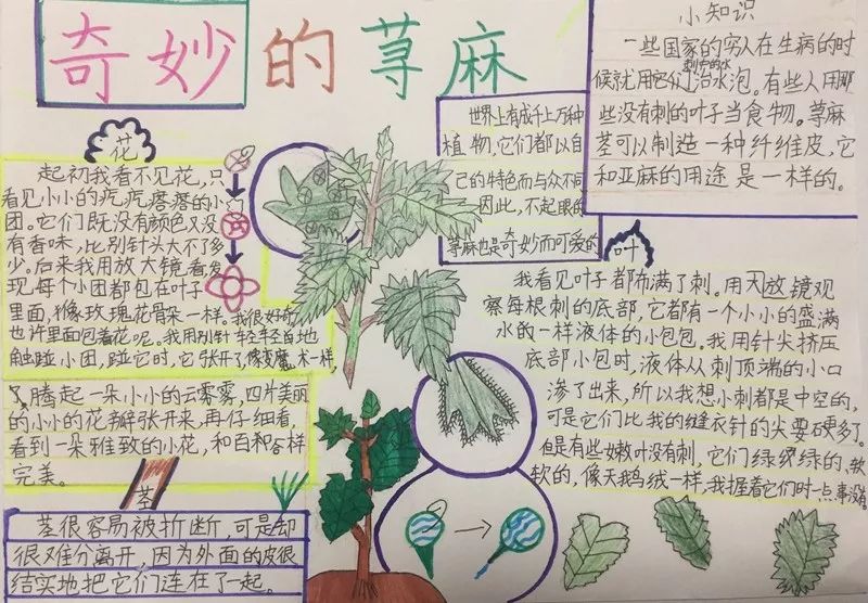 奉节示范附属小学，培育未来的摇篮之地