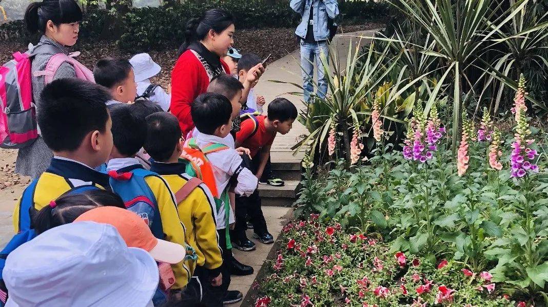 小学生校园植物园中的生物知识探索之旅